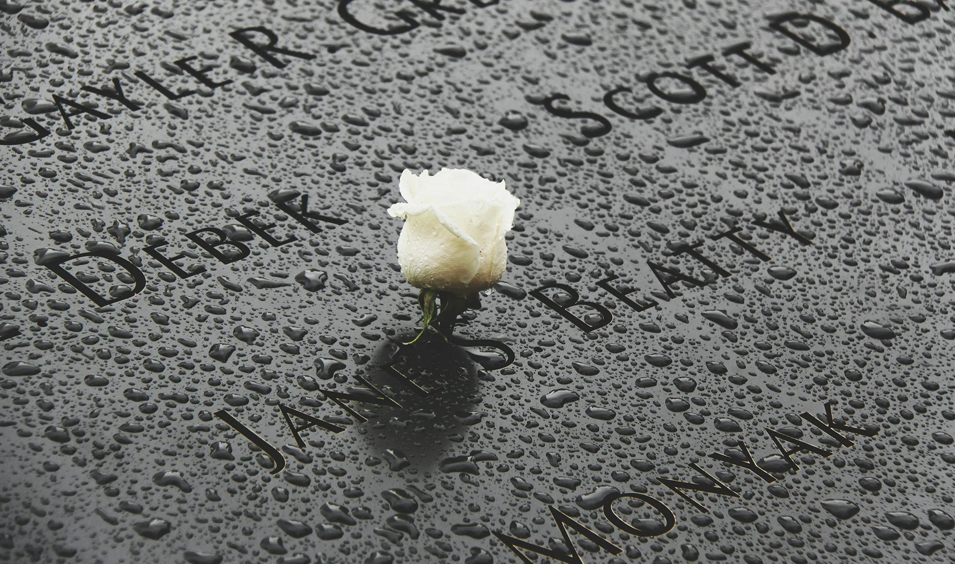 White rose placed on a rain-dotted memorial engraved with names in black stone.