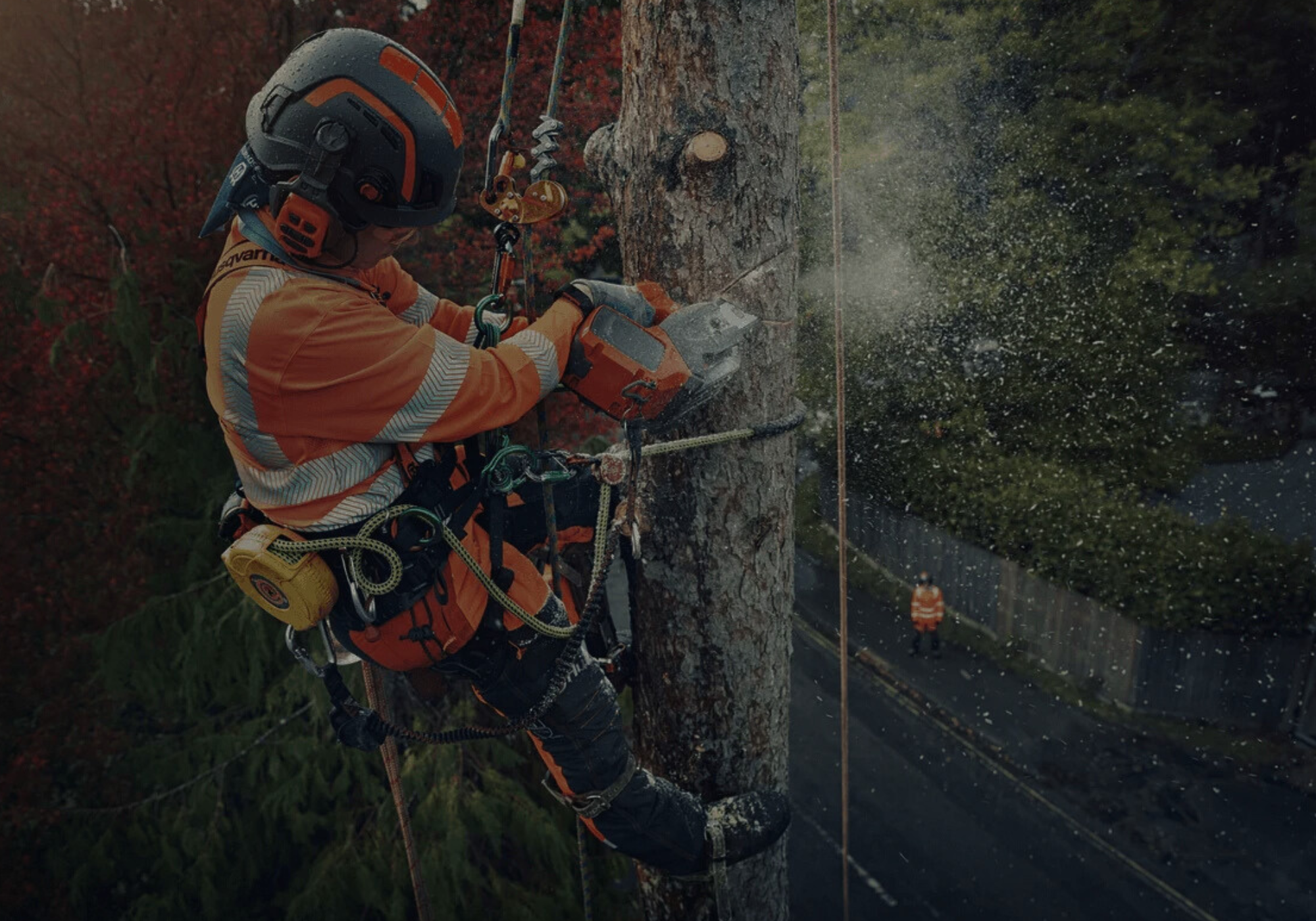 Do You Need an Engineer Before Removing a Large Tree?