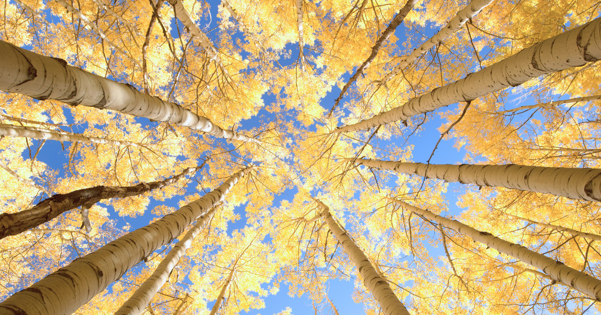 Aspen tree canopy viewed from below, representing the Pando root network