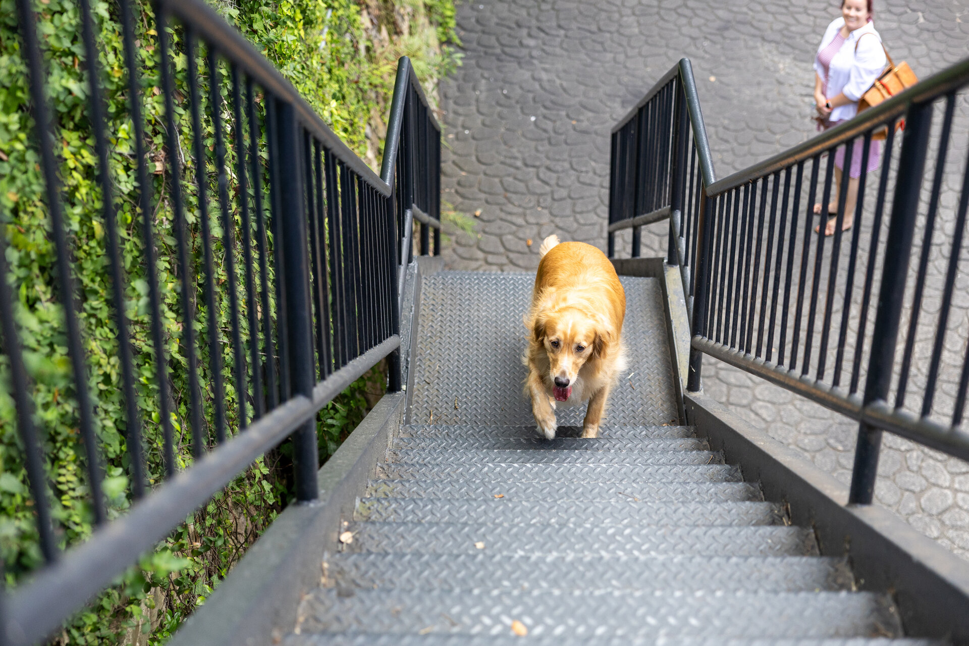 Dog on the stairs — pet-friendly at Olde Harbour Inn