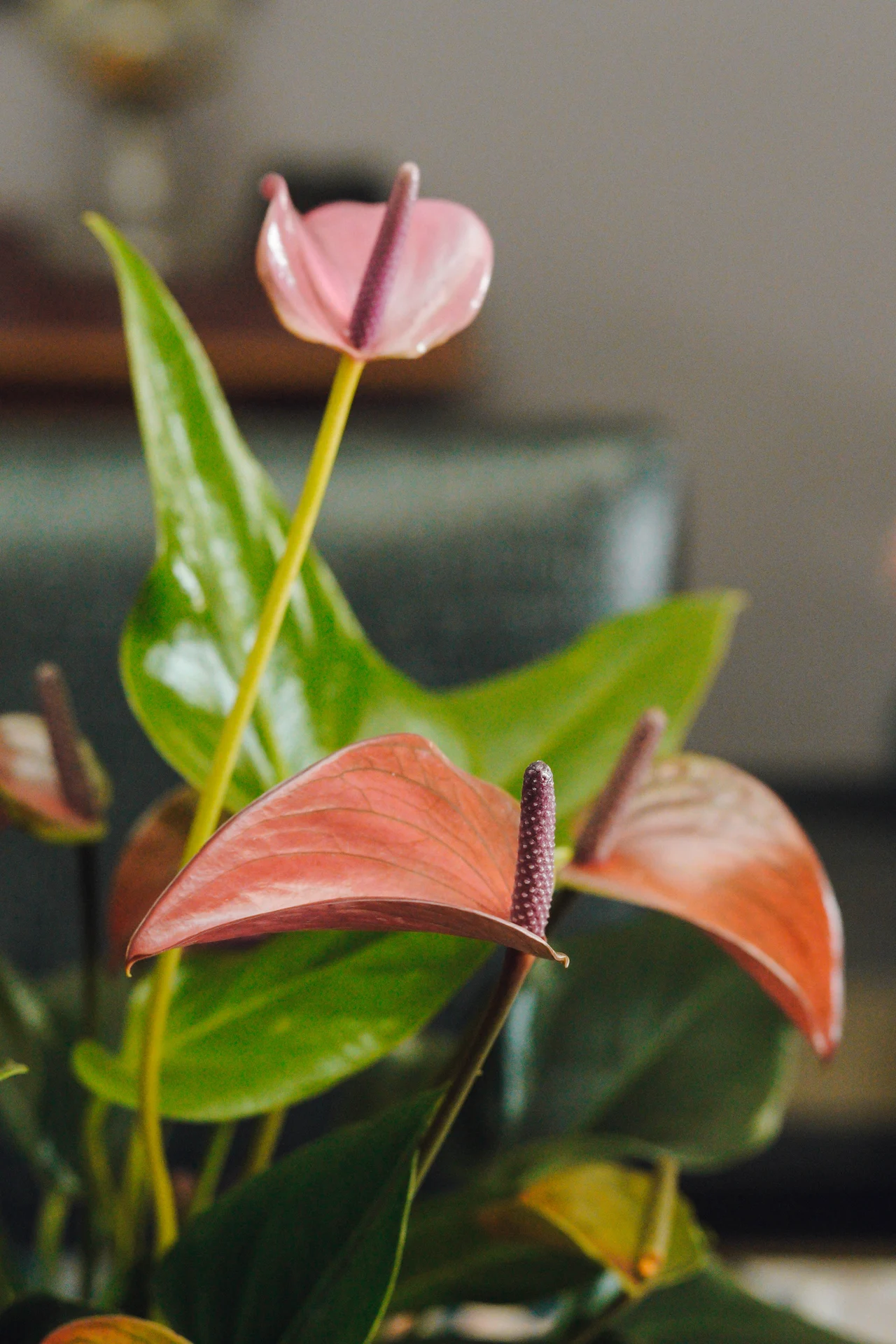 Pink anthurium flowers with purple spadices and green leaves standing in the foyer of St. Joseph's Guesthouse
