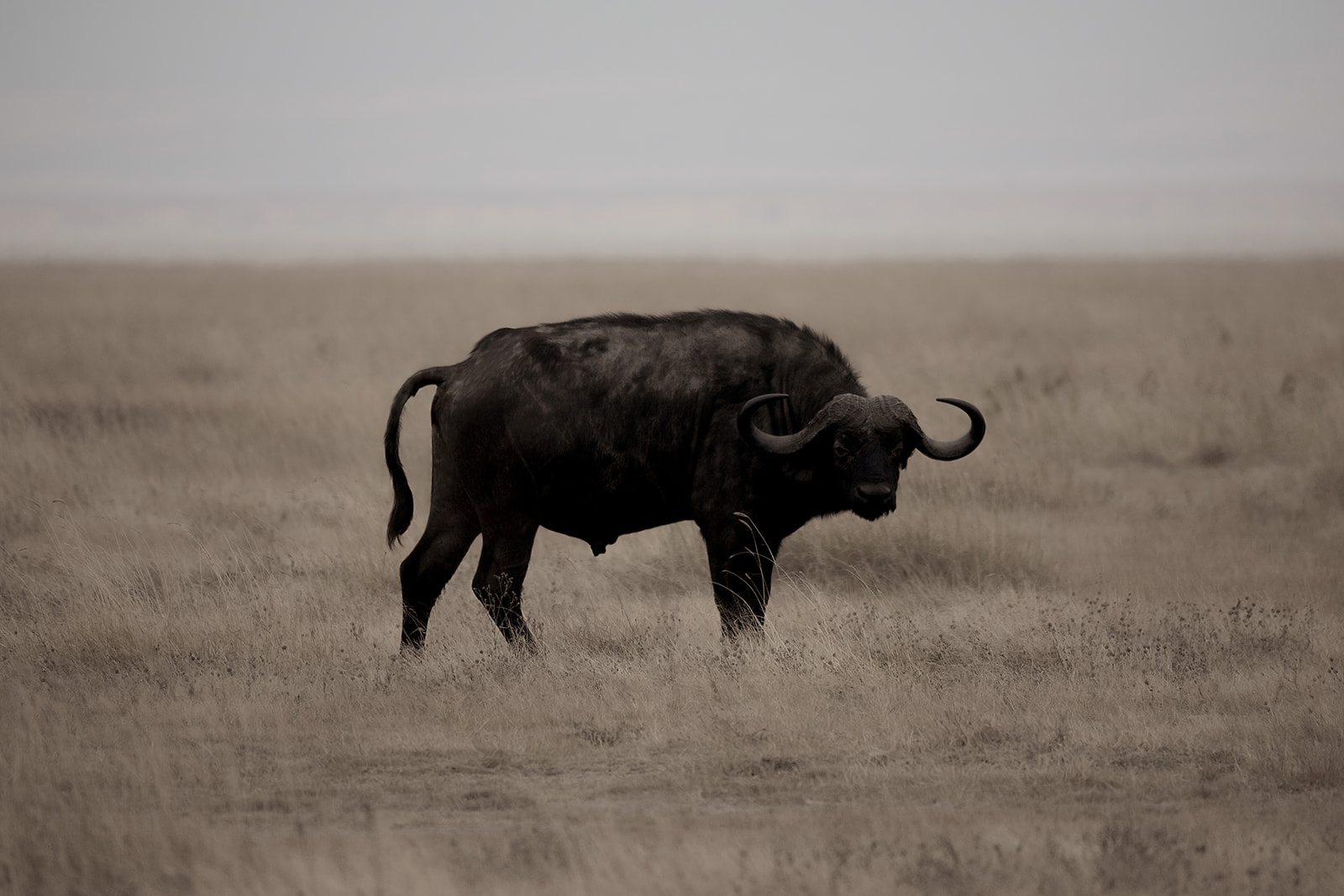 Peak season wildlife viewing