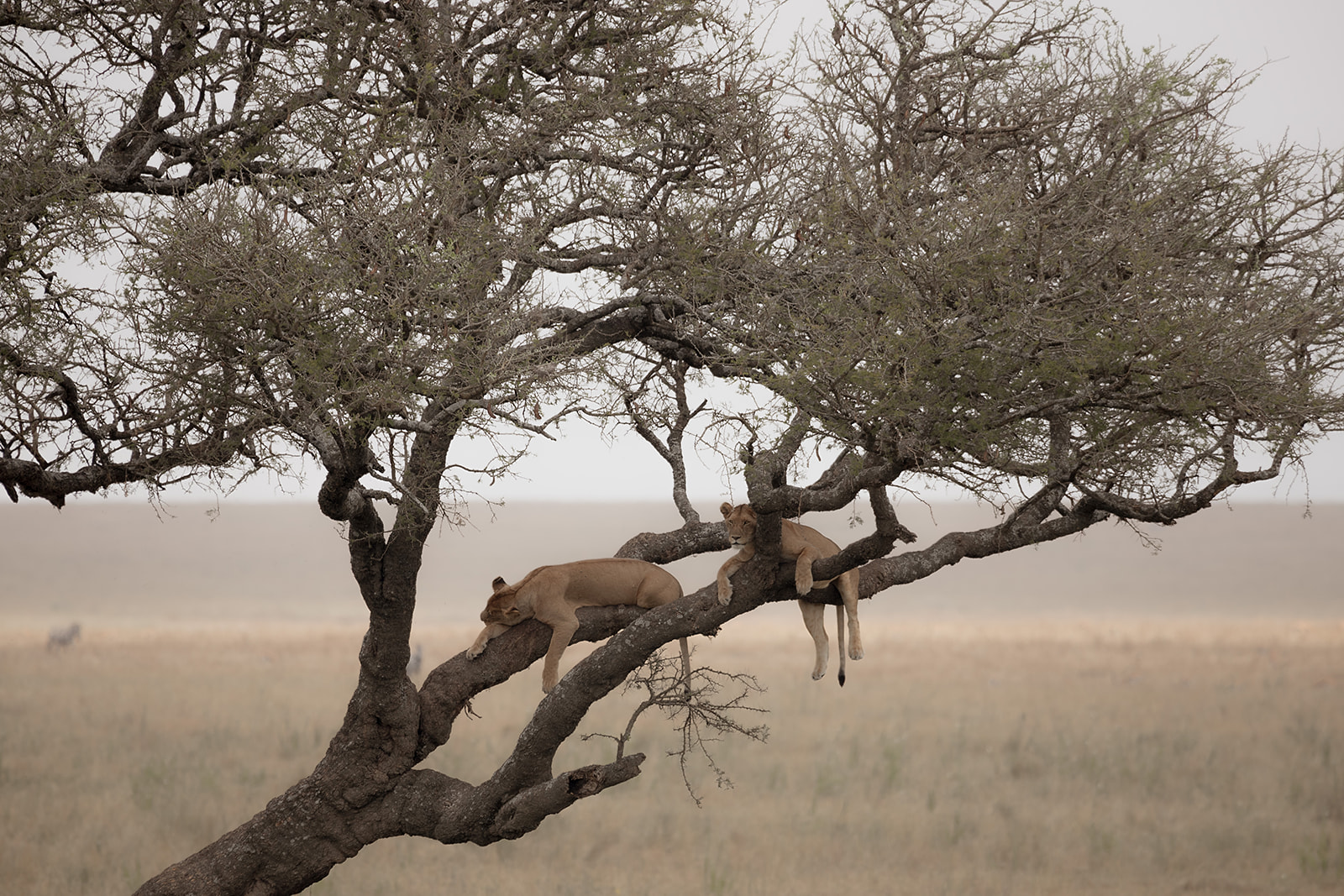 Extended Safari trip