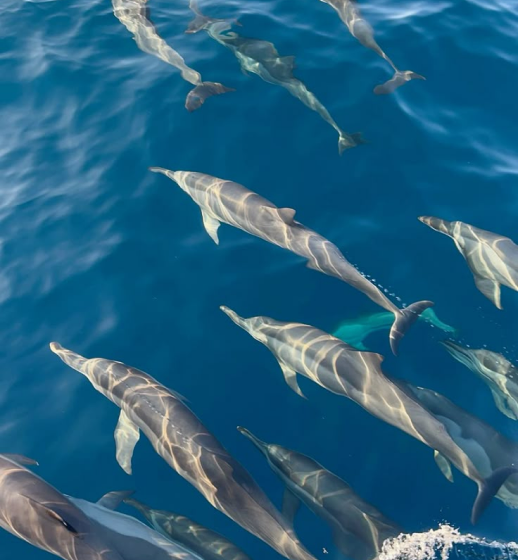 Dolphin watching
