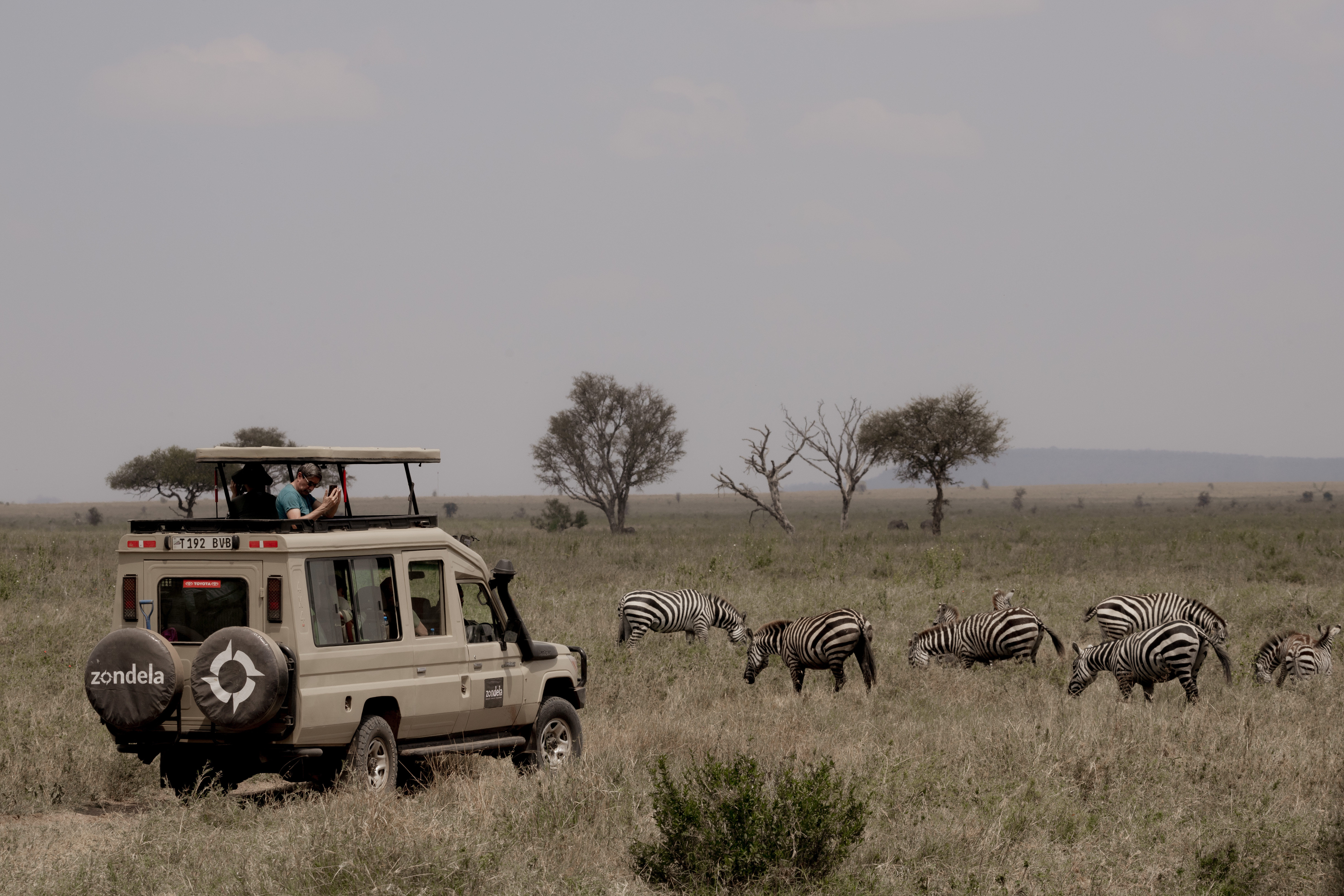Safari vehicle watching zebras on the Serengeti plains