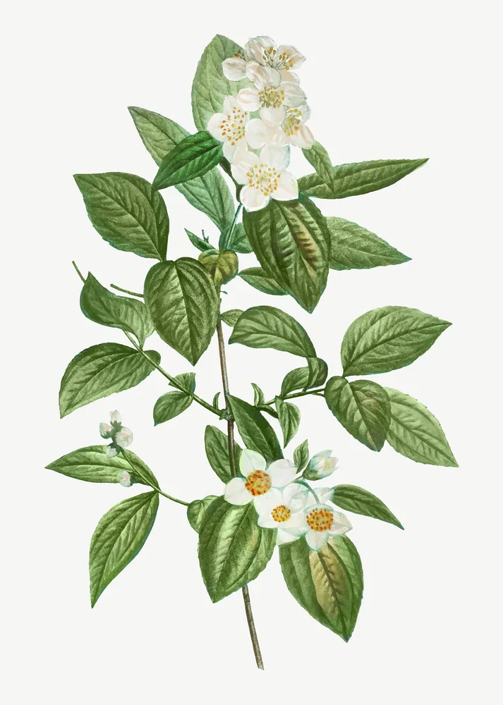 Jasmin