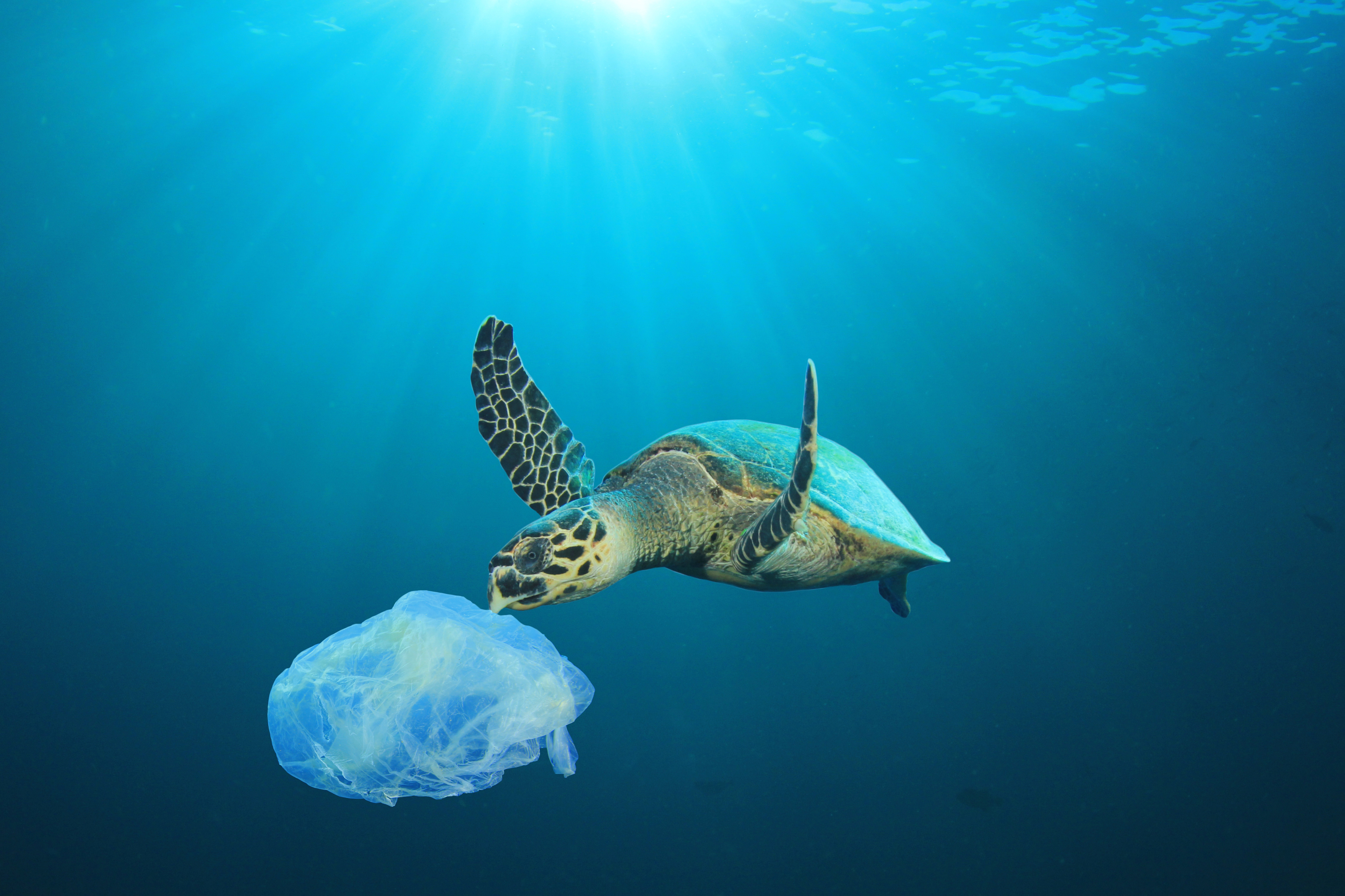 Sea turtle swimming in sunlit blue ocean toward a floating plastic bag mistaken for a jellyfish