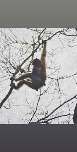 Gibbon hanging one-armed from a bare tree branch against a pale overcast sky.