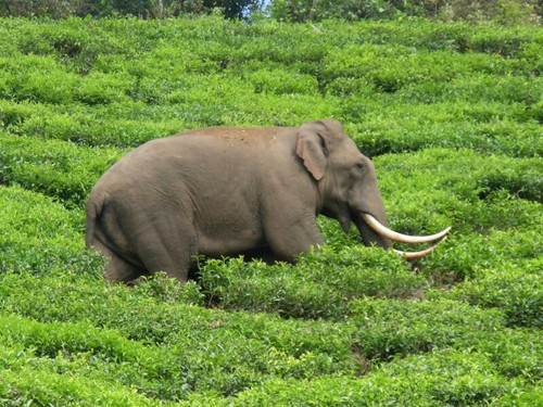 Tusked Asiatic elephant walking through the neat clipped rows of a green tea plantation.