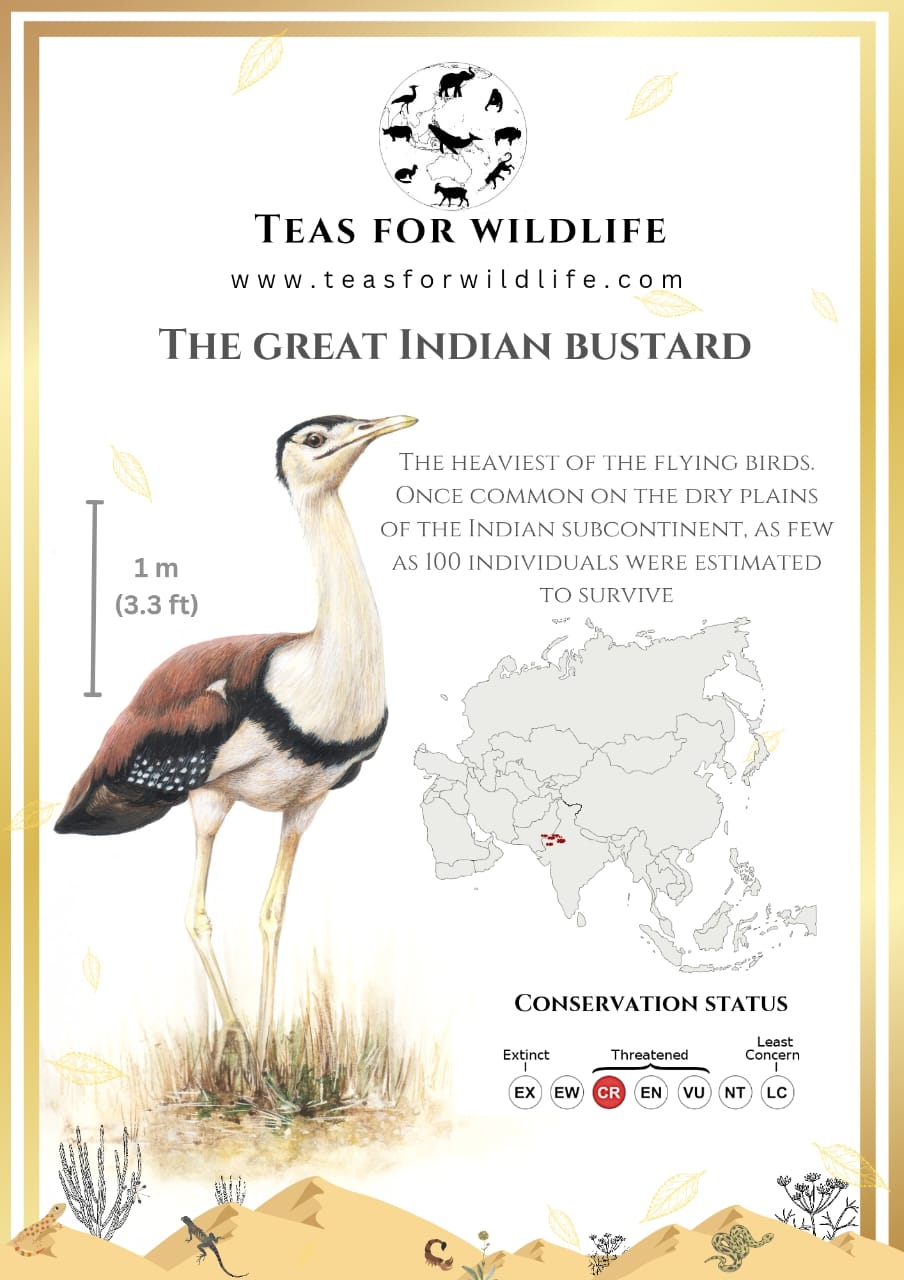 Teas for Wildlife card on the Great Indian bustard with size scale, range map and conservation status.