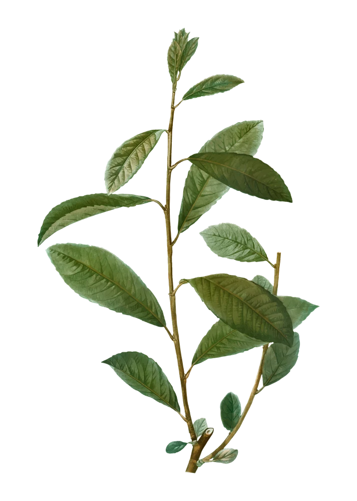 Lorbeerblatt
