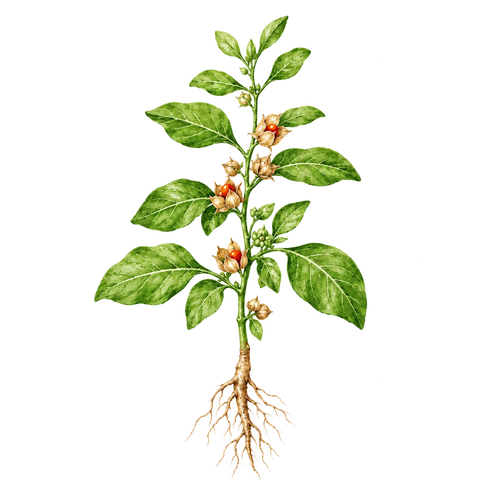 Ashwagandha