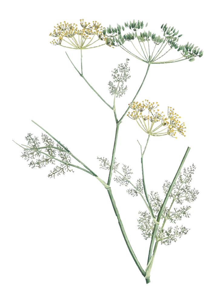 Fenchel