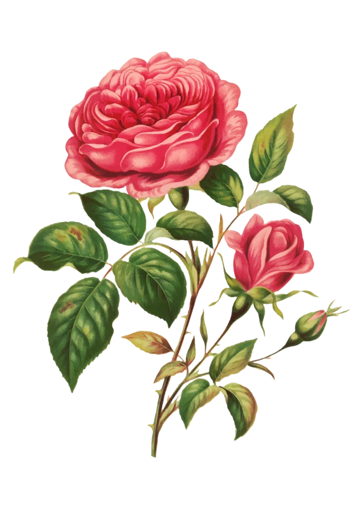 Rosenblätter