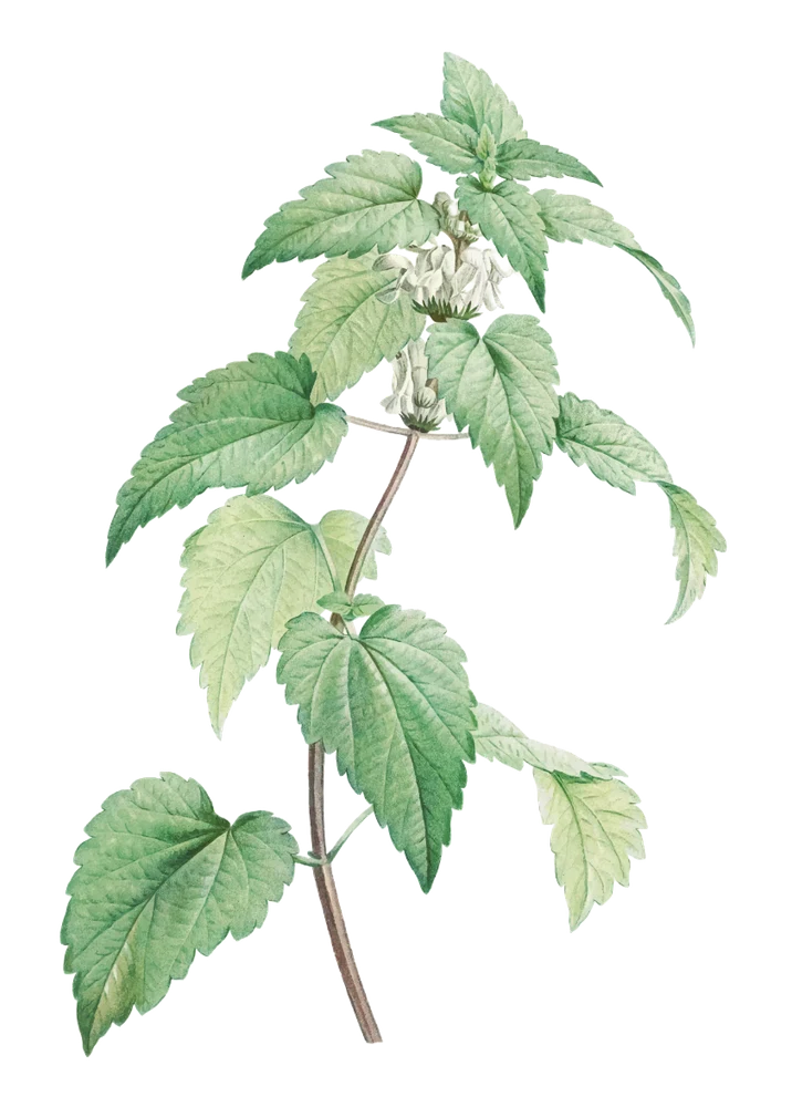 Peppermint