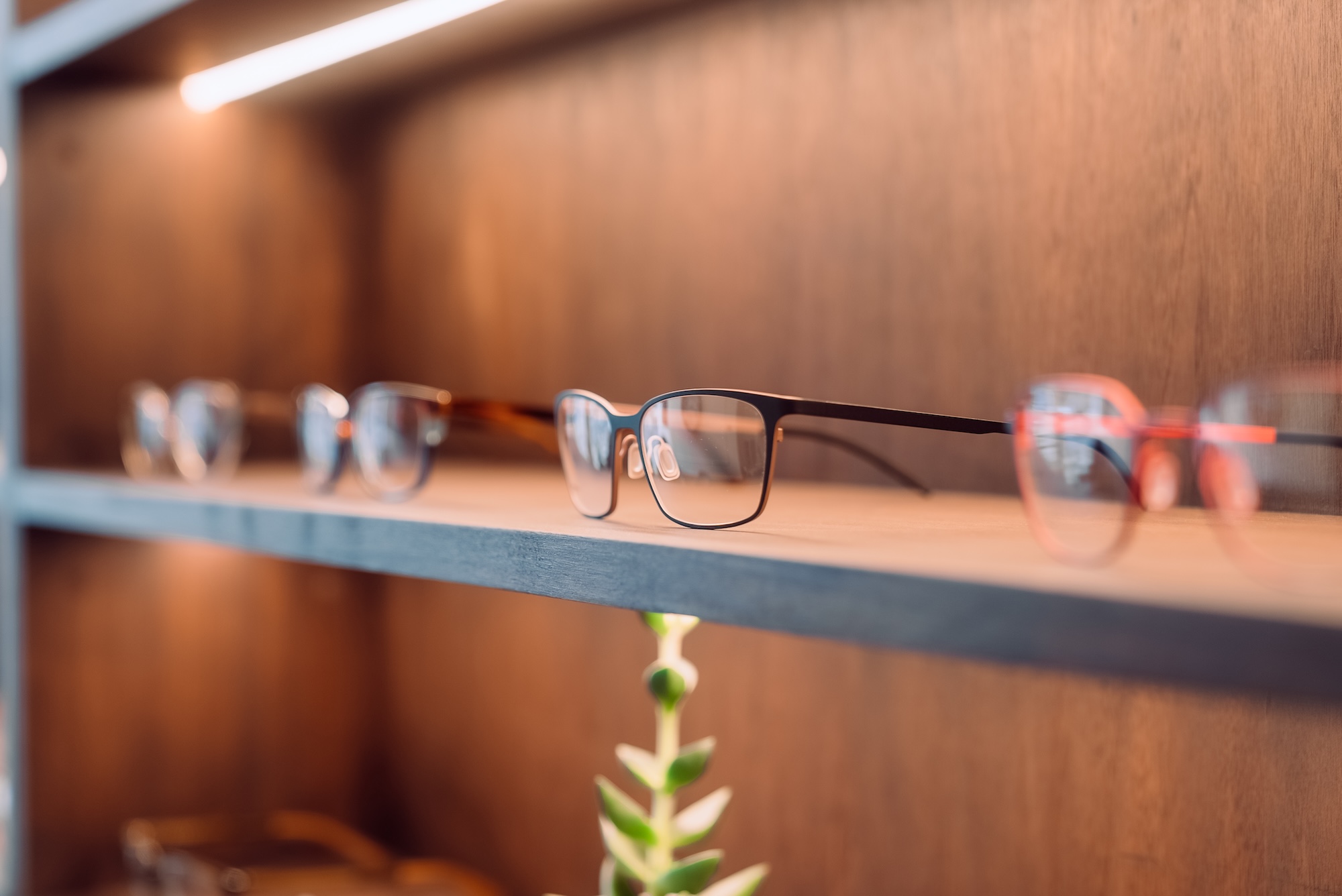 A row of eyeglasses displayed on a wooden shelf with a small green plant below.