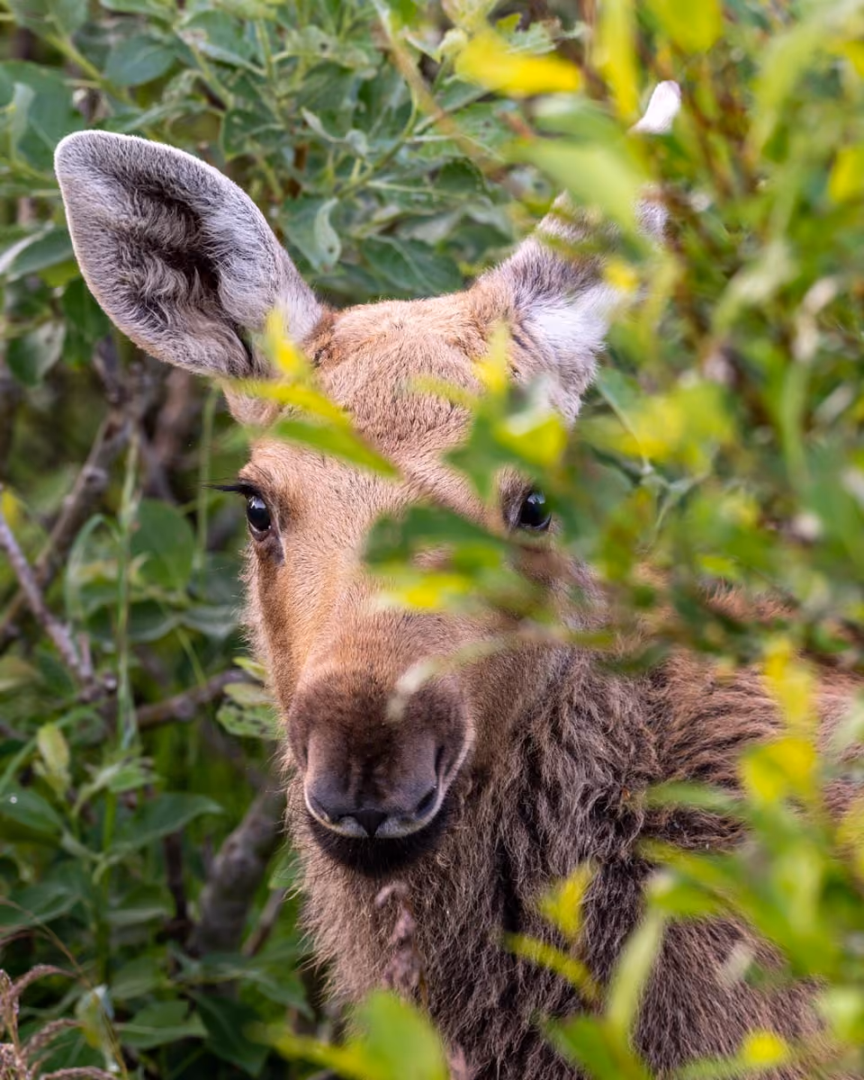 Wildlife in Vesterålen