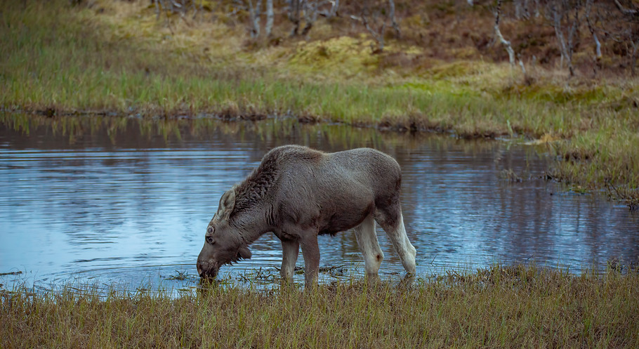 Moose