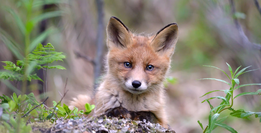 Red Fox
