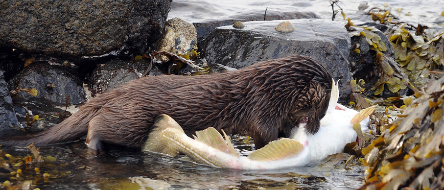 Eurasian otter