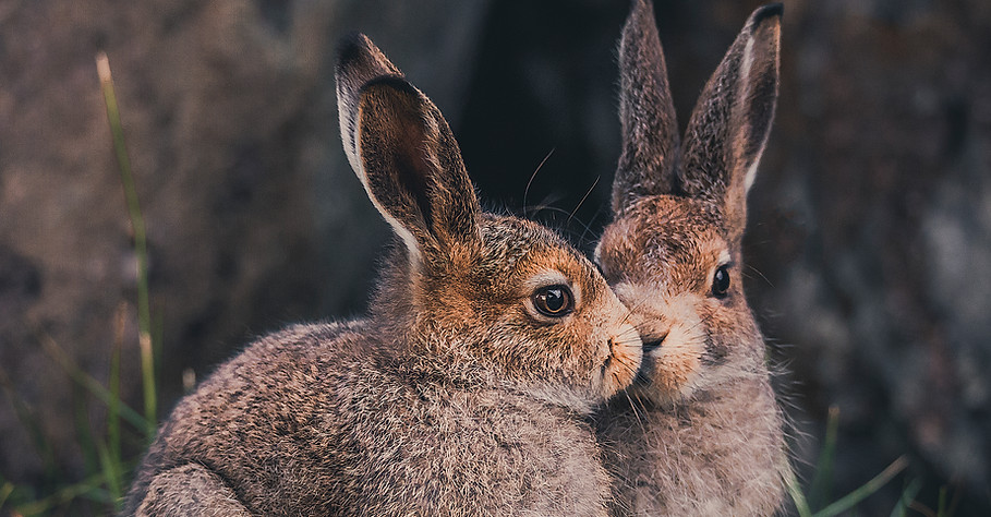 Tundra hare