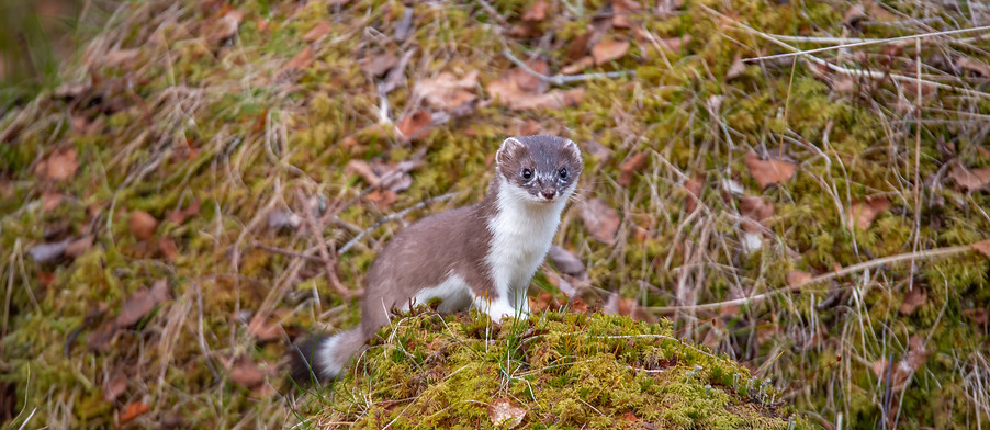Stoat, Mustela erminea