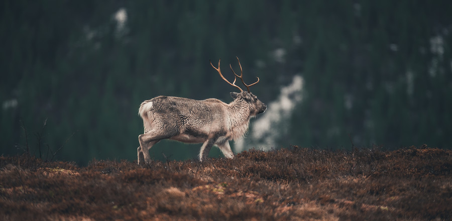 Reindeer, Rangifer tarandus