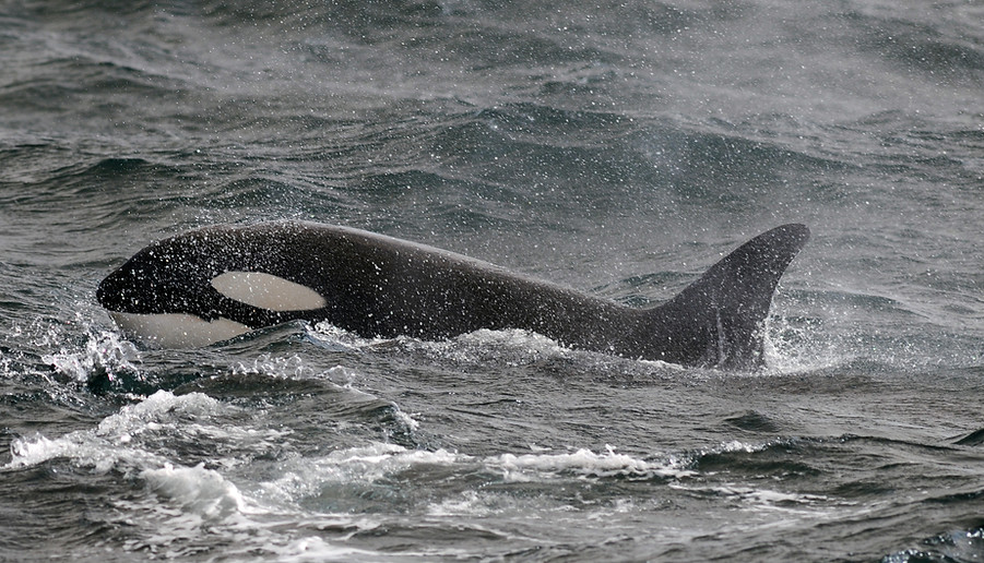 Killer whale or orca, Orcinus orca
