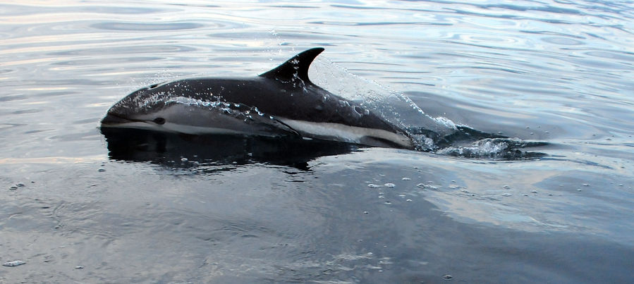 Atlantic white-sided dolphin, Lagenorhynchus acutus