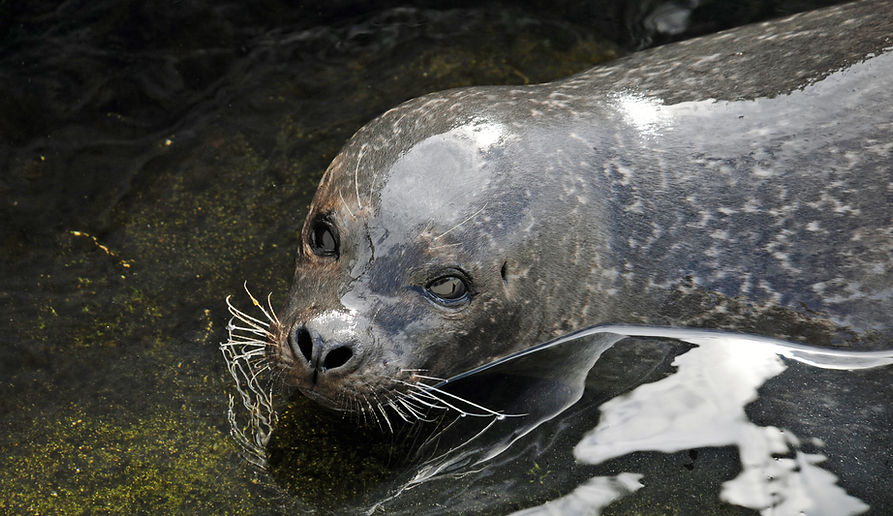 Harbor seal, Phoca vitulina
