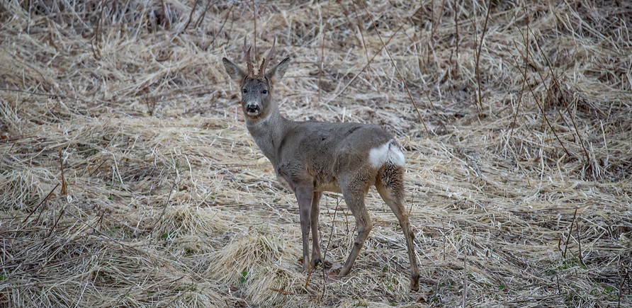 European roe deer, Capreolus capreolus