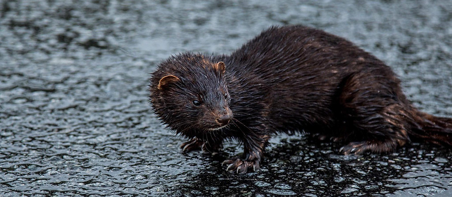 American mink, Neovison vison