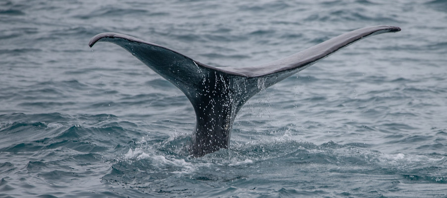 Sperm whale, Physeter macrocephalus