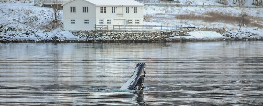 Humpback whale, Megaptera novaeangliae