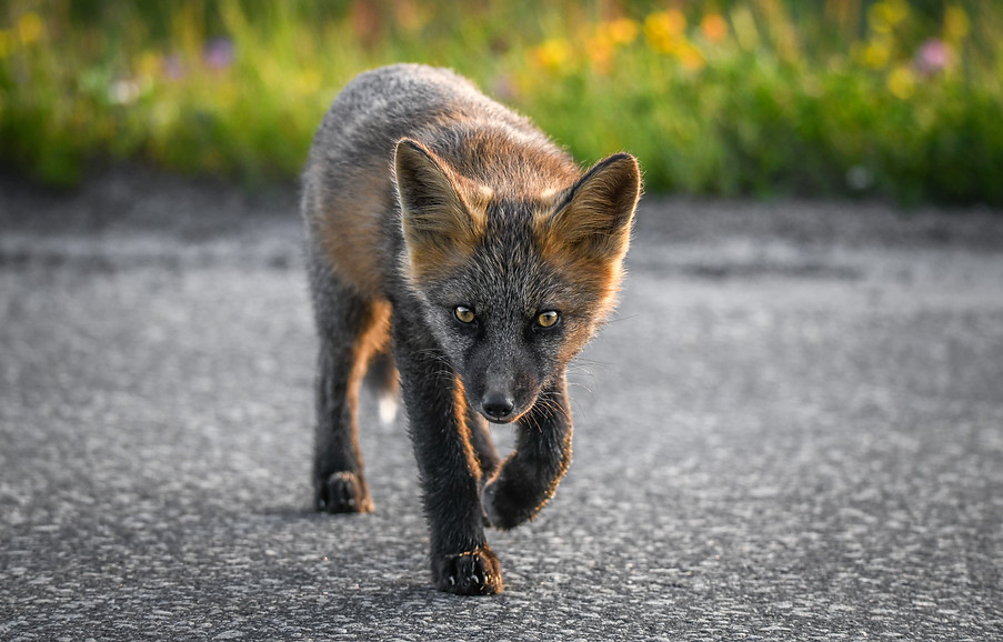 Cross fox, Vulpes vulpes