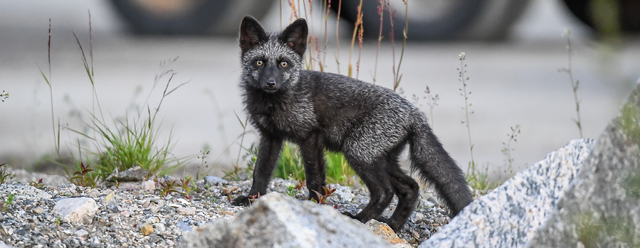 Silver fox, Vulpes vulpes