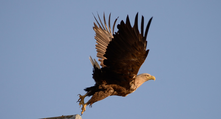 White-tailed eagle, Haliaeetus albicilla