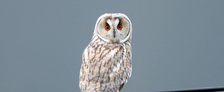 Long-eared owl, Asio otus
