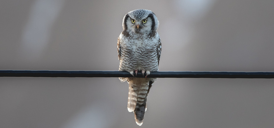 Northern hawk-owl, Surnia ulula
