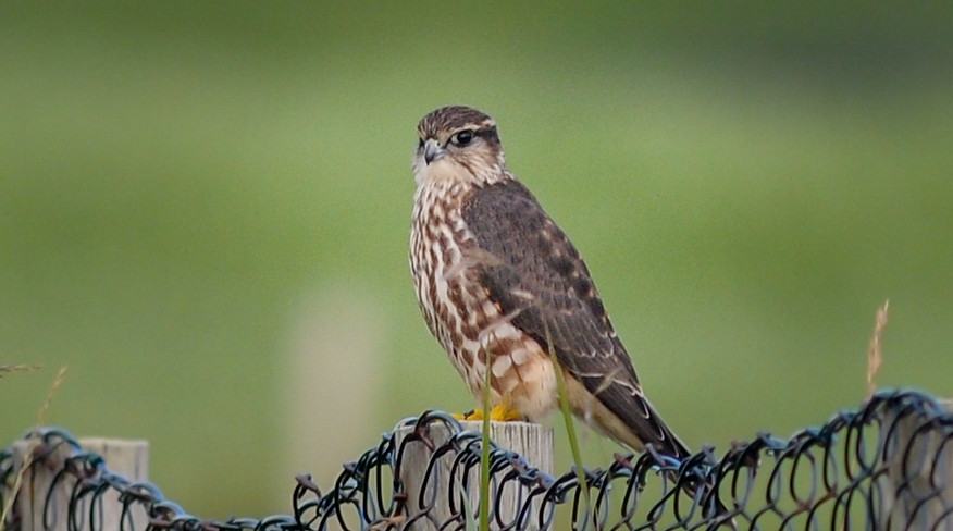 Merlin, Falco columbarius