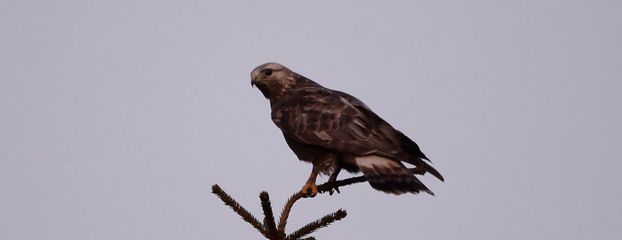 Rough-legged buzzard, Buteo lagopus