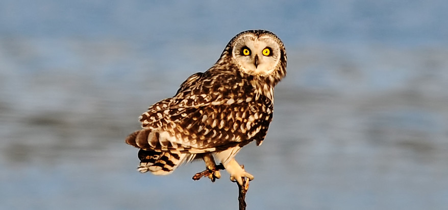 Short-eared owl, Asio flammeus