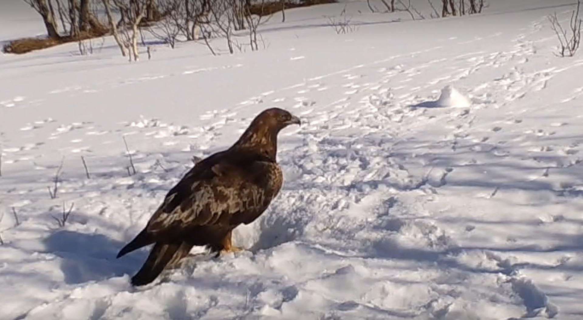 Golden eagle, Aquila chrysaetos