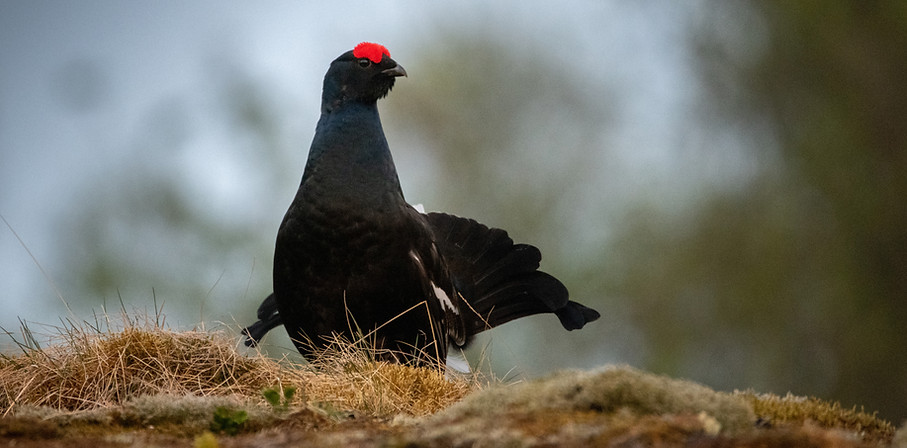 Black grouse,Tetrao tetrix
