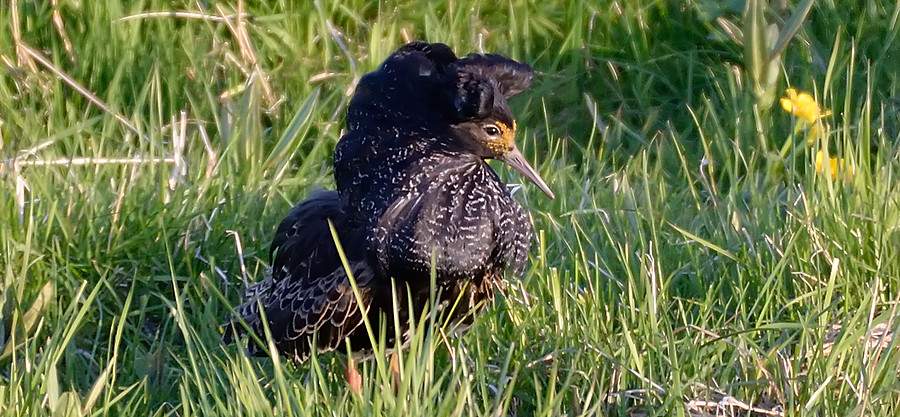 Ruff, Calidris pugnax