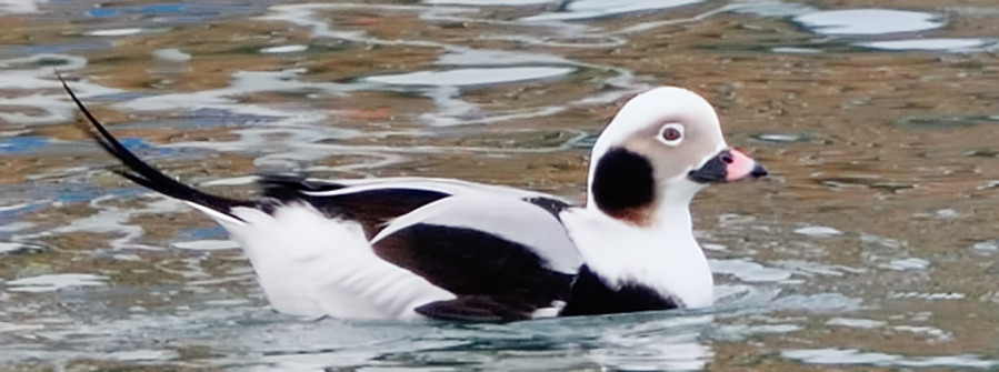Long-tailed duck, Clangula hyemalis