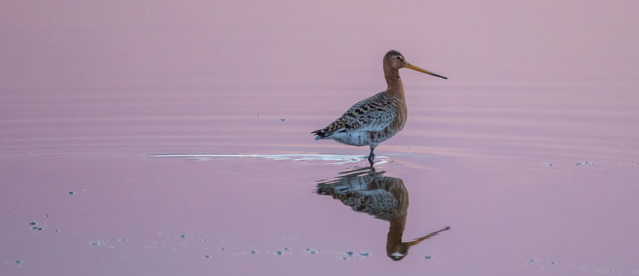 Black-tailed godwit, Limosa limosa