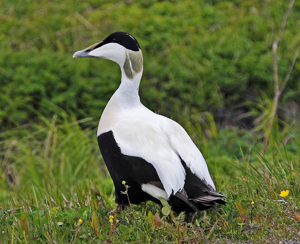 Common eider, Somateria mollissima