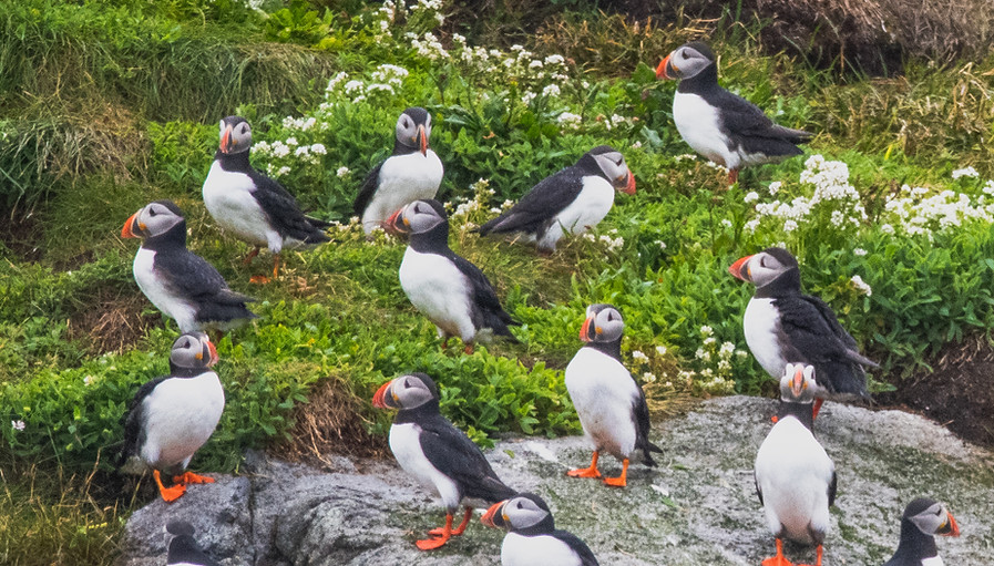 Atlantic Puffin, Fratercula arctica