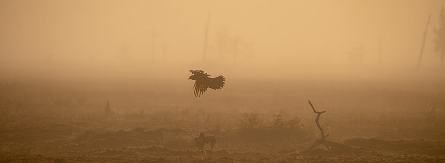 Northern raven, Corvus corax